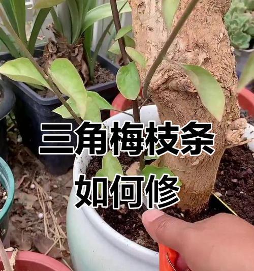 三角梅伞形枝条修剪技巧是什么？