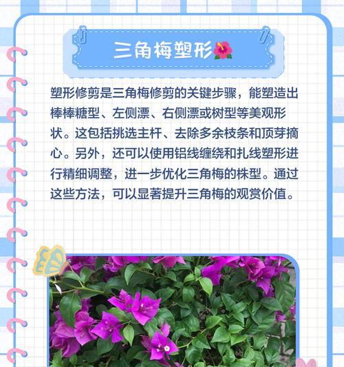 三角梅伞形枝条修剪技巧是什么？