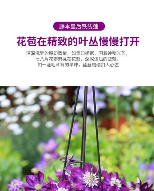 如何让铁线莲爬树？