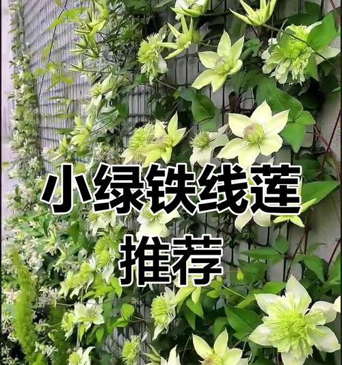 如何让铁线莲爬树？