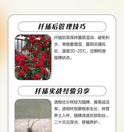 月季插枝生根的方法是什么？如何在瓶子里操作？