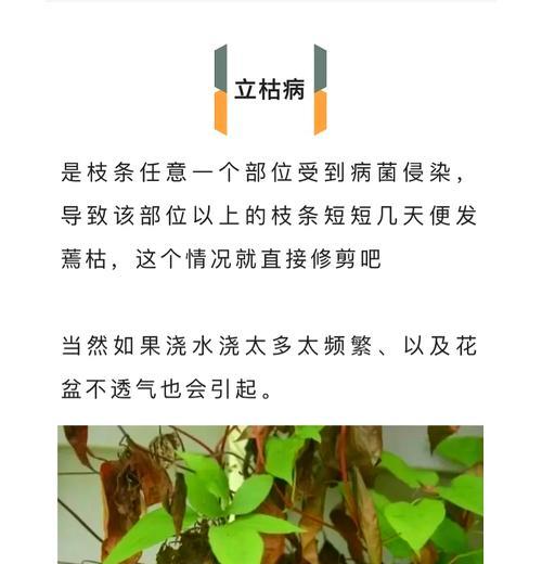 铁线莲冬季修根存活率高吗？养护要点是什么？