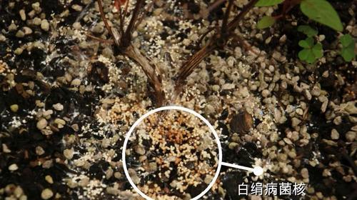 铁线莲根部出现虫害如何处理？有哪些有效的防治措施？