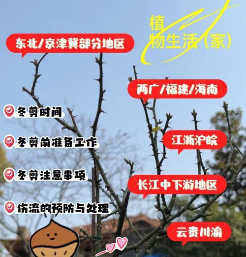 南方月季在北方过冬的注意事项？