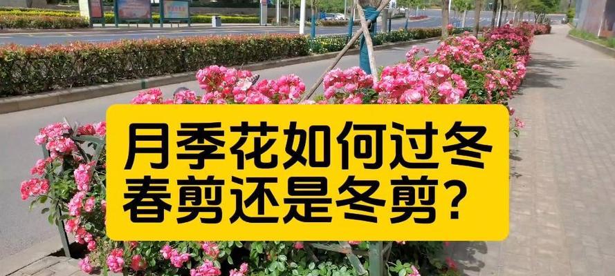 南方月季在北方过冬的注意事项？