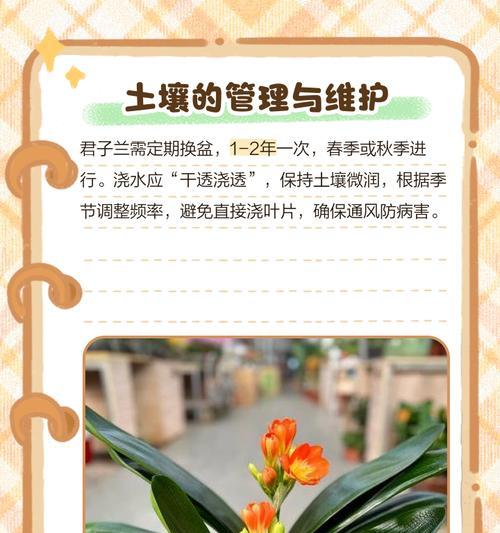 君子兰换土的正确步骤是什么？如何确保栽种成功？