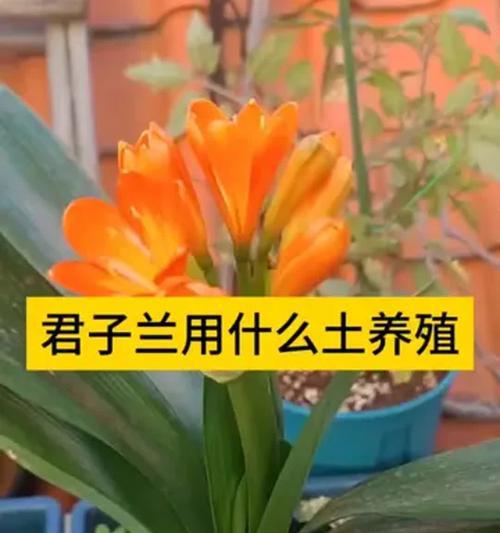 君子兰换土的正确步骤是什么？如何确保栽种成功？