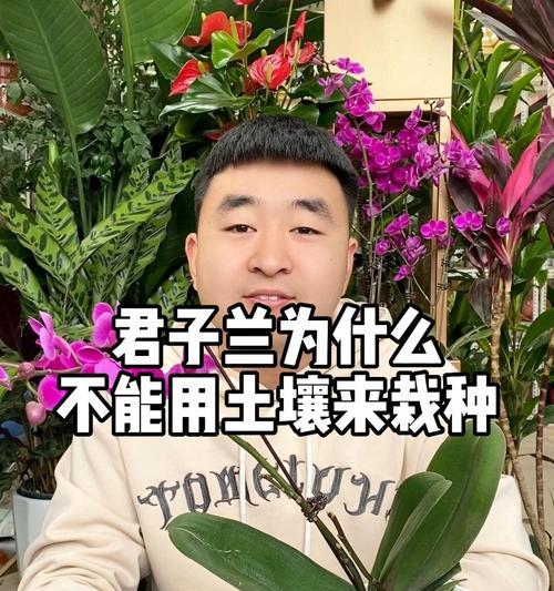 君子兰换土的正确步骤是什么？如何确保栽种成功？