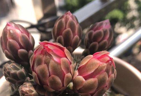 阳台适合养哪些易打理的花卉？