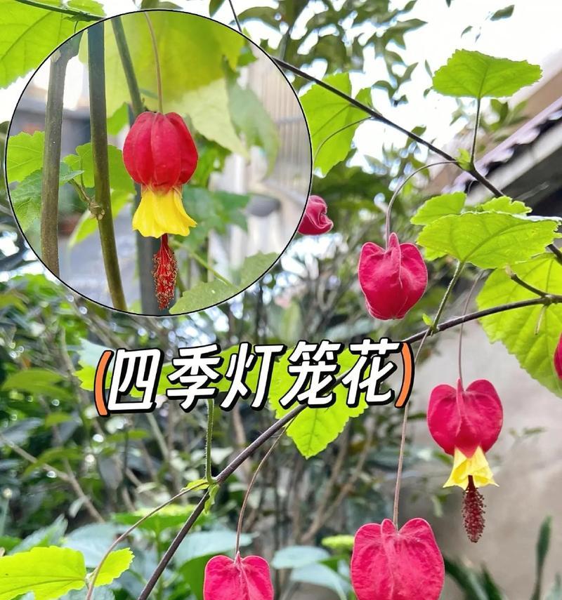 阳台适合养哪些易打理的花卉？