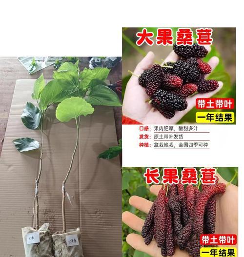 桑葚盆景的修剪技巧有哪些？如何保持盆景的美观？