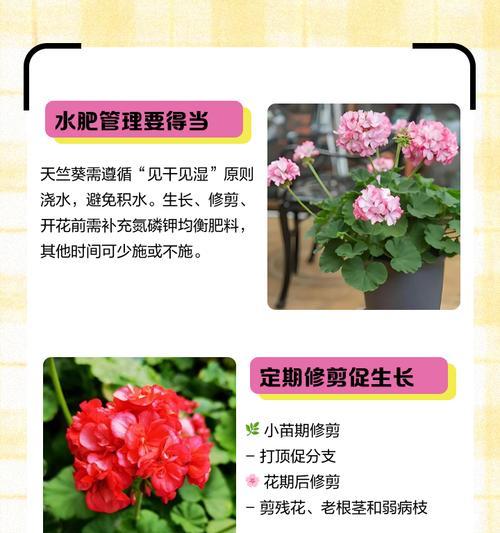 天竺葵白老鼠养殖方法是什么？