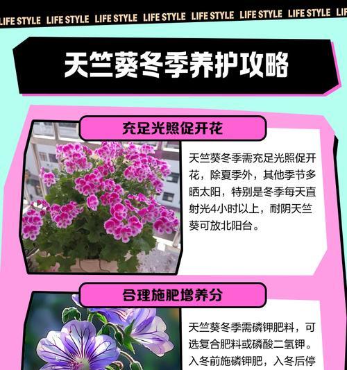 天竺葵白老鼠养殖方法是什么？