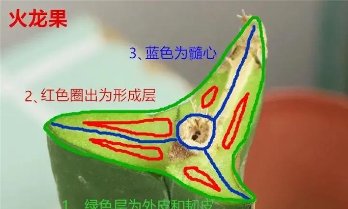 君子兰麻籽嫁接的方法是什么？