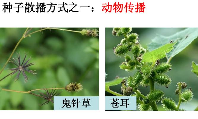 哪些植物通过什么方式传播种子？种子传播机制解析？