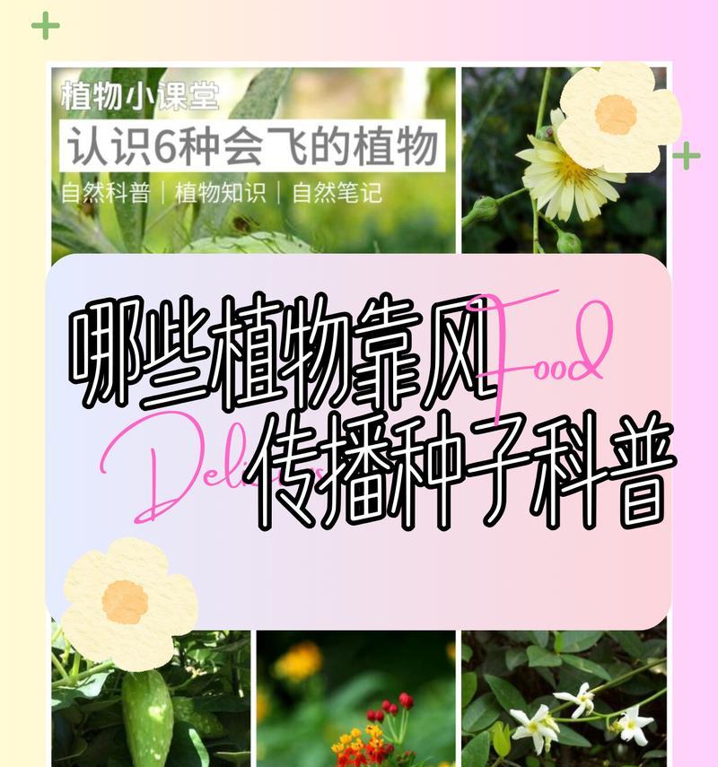 哪些植物通过什么方式传播种子？种子传播机制解析？