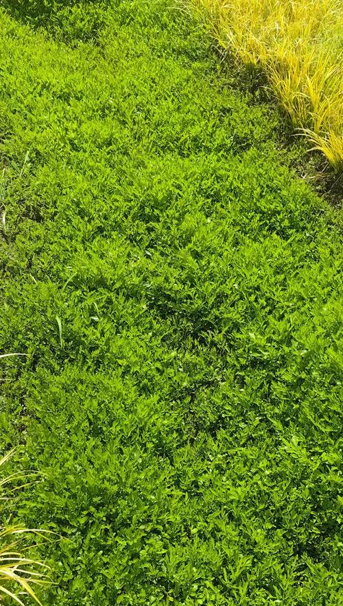 遵化市观赏植物种类？哪些适合家庭种植？