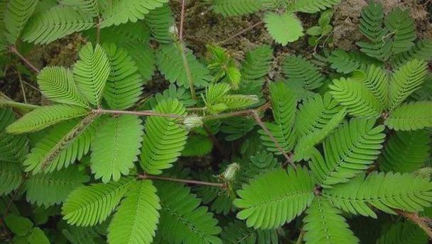 遵化市观赏植物种类？哪些适合家庭种植？