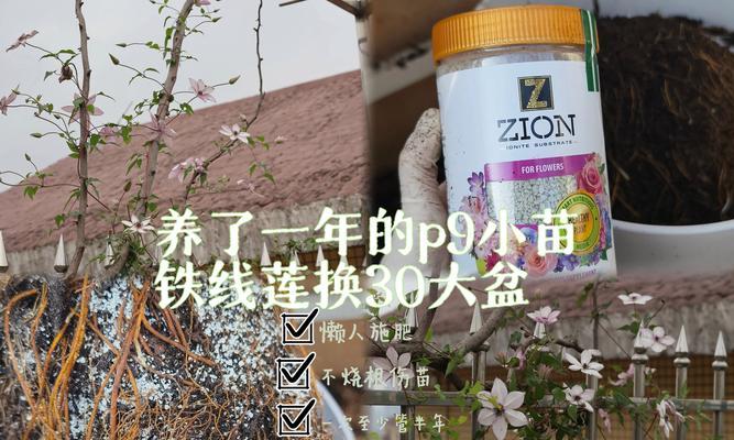 秋末铁线莲换盆的正确步骤是什么？