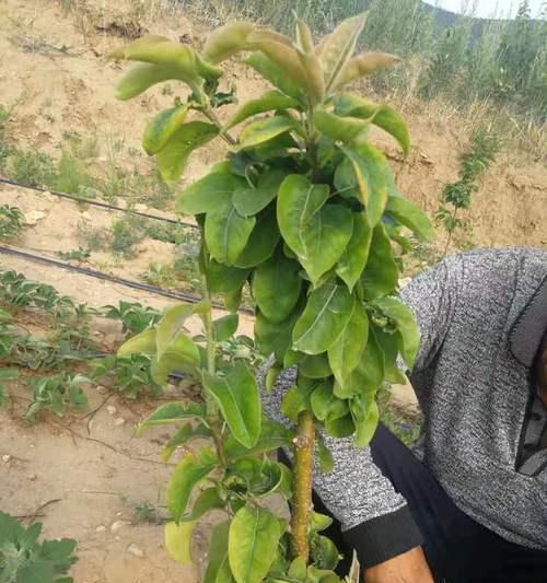 新栽梨树叶子发黄的解决方法是什么？