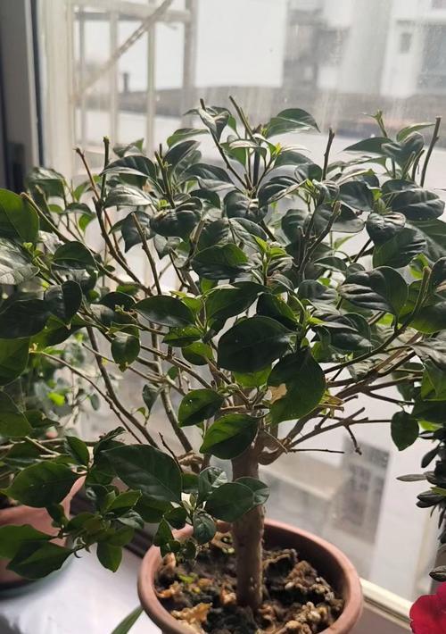 秋天三角梅开完怎么修剪？三角梅修剪的最佳时机和方法是什么？
