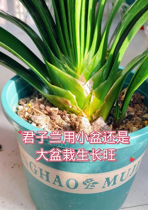 君子兰栽种盆的正确使用方法是什么？如何用栽种盆栽种君子兰？