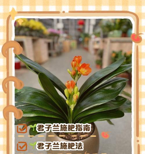 君子兰栽种盆的正确使用方法是什么？如何用栽种盆栽种君子兰？