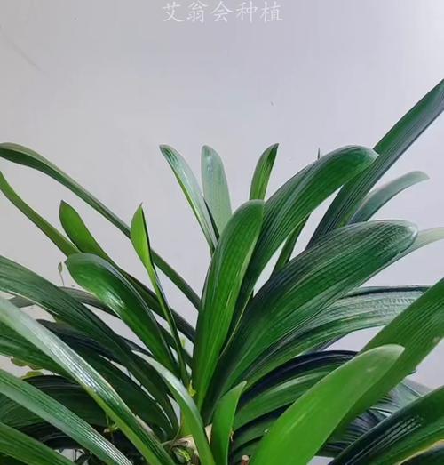 君子兰栽种盆的正确使用方法是什么？如何用栽种盆栽种君子兰？