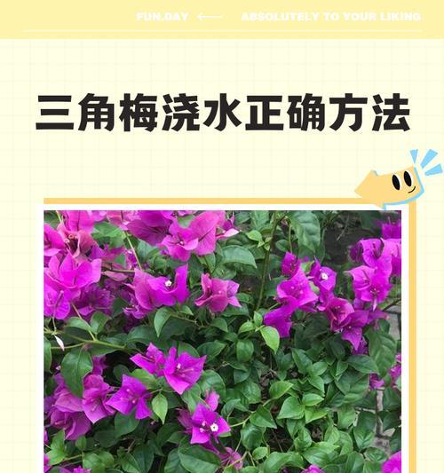 怎么养三角梅粗枝？粗枝养护的正确方法是什么？