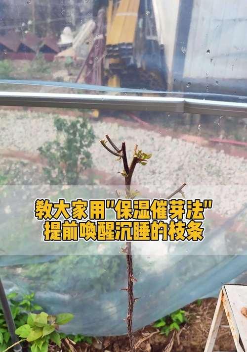 怎么养三角梅粗枝？粗枝养护的正确方法是什么？