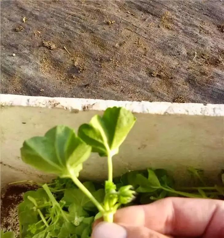 天竺葵小菊花怎么养？日常护理和繁殖方法是什么？