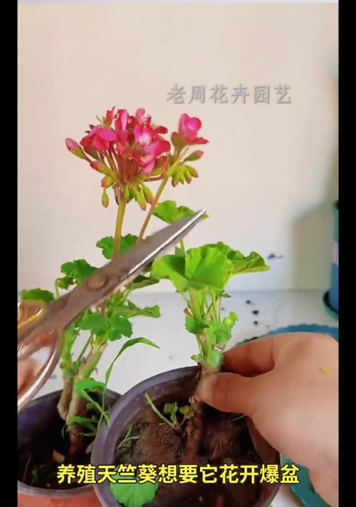 天竺葵小菊花怎么养？日常护理和繁殖方法是什么？