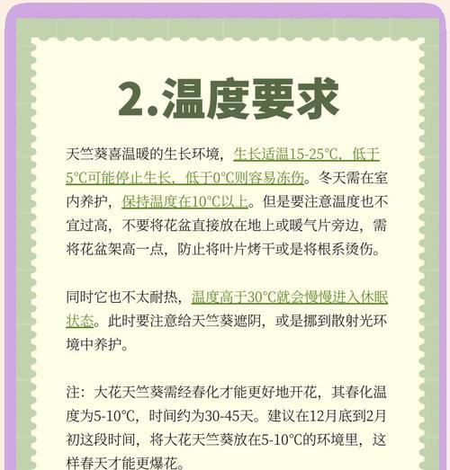 天竺葵小菊花怎么养？日常护理和繁殖方法是什么？