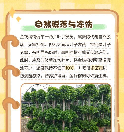 大型榕树盆景叶子发黄如何处理？怎样恢复生机？
