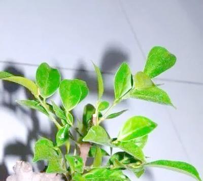 大型榕树盆景叶子发黄如何处理？怎样恢复生机？