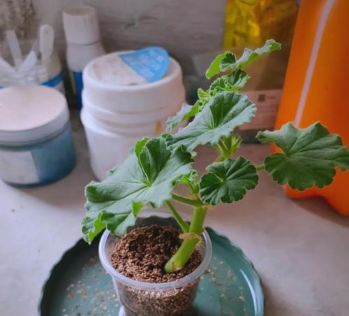 天竺葵怕水涝吗？如何正确养护？
