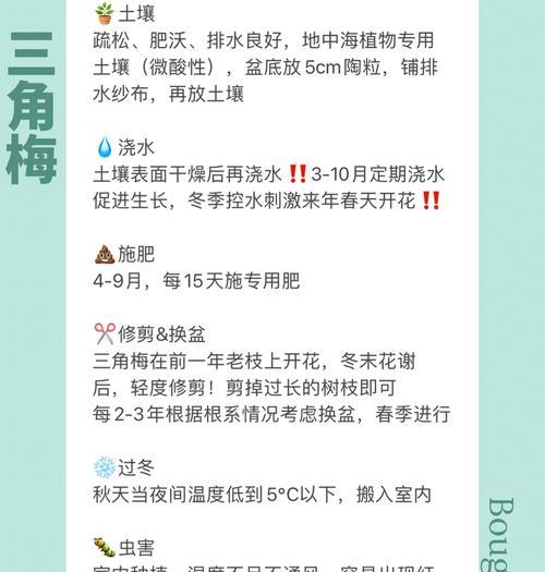 二枝三角梅盆景的养护方法是什么？