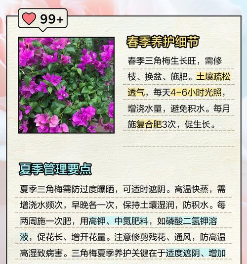二枝三角梅盆景的养护方法是什么？
