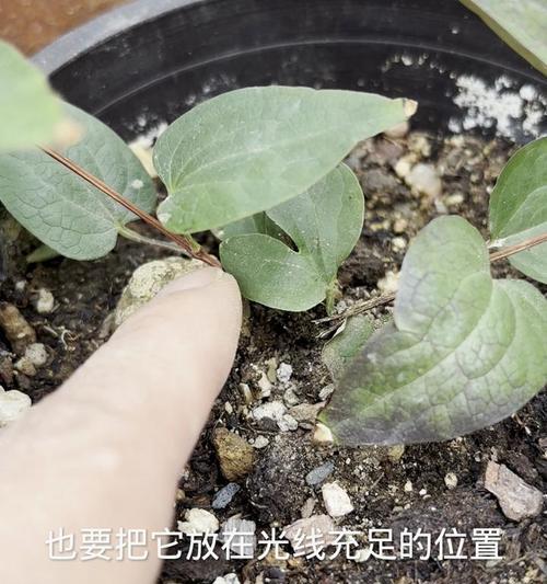 铁线莲新芽发蔫枯萎的原因及解决方法是什么？