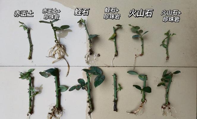 阴雨天气下月季如何扦插？需要注意什么？