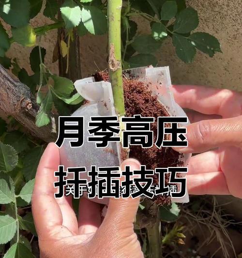 阴雨天气下月季如何扦插？需要注意什么？