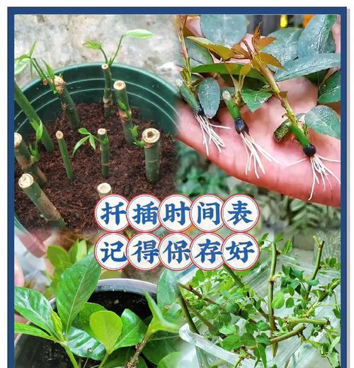 阴雨天气下月季如何扦插？需要注意什么？
