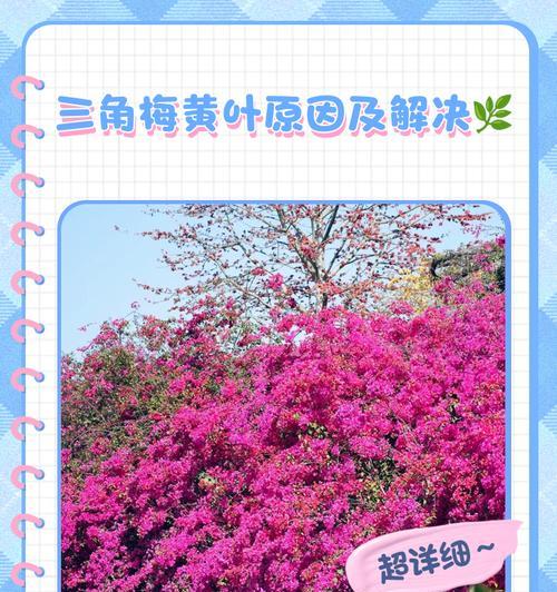 花叶红三角梅叶子变绿的原因是什么？