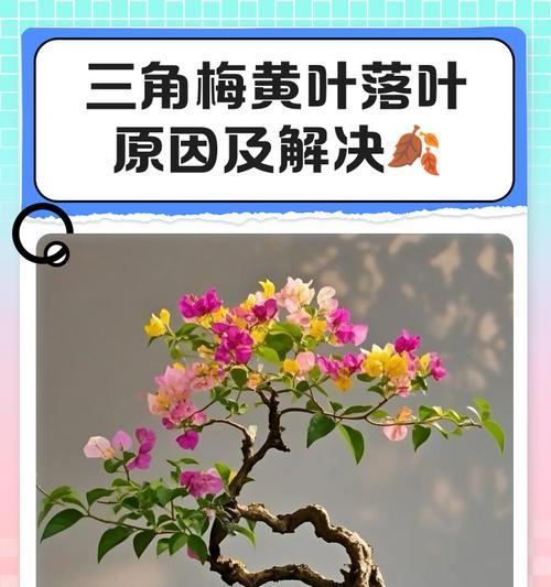 花叶红三角梅叶子变绿的原因是什么？