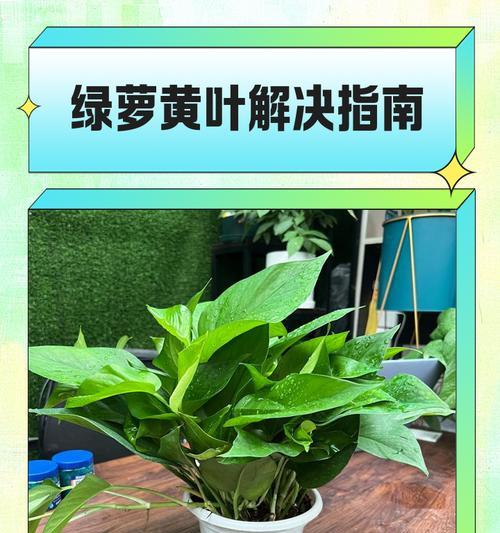 绿萝叶子全部发黄是怎么回事儿啊？如何解决绿萝叶子发黄问题？