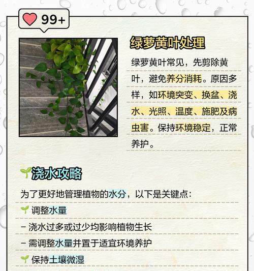 绿萝叶子全部发黄是怎么回事儿啊？如何解决绿萝叶子发黄问题？