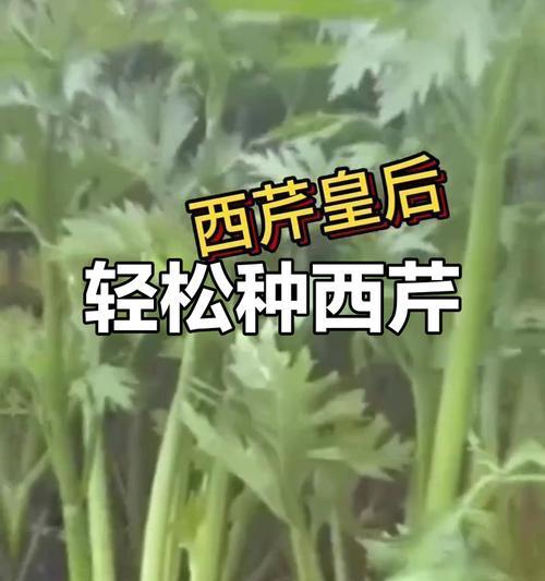 四川省西芹什么时候播种最佳？播种前需要做哪些准备？