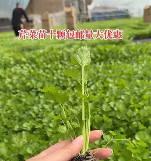 四川省西芹什么时候播种最佳？播种前需要做哪些准备？