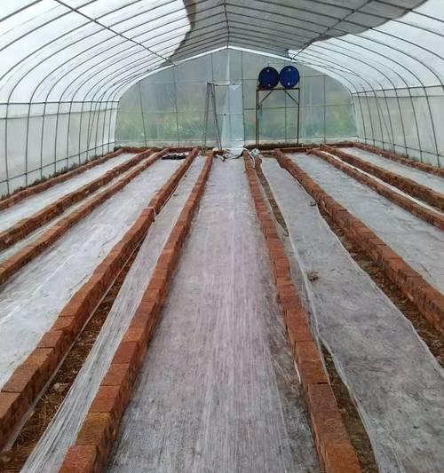 月季无土栽培技术文献有哪些？如何获取和应用？