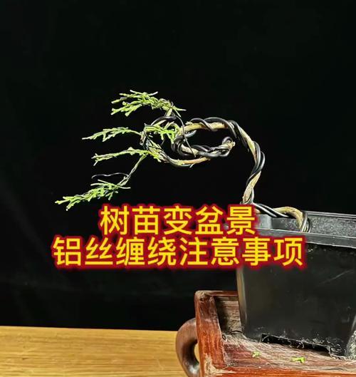 盆景树苗快递到后如何正确养护？
